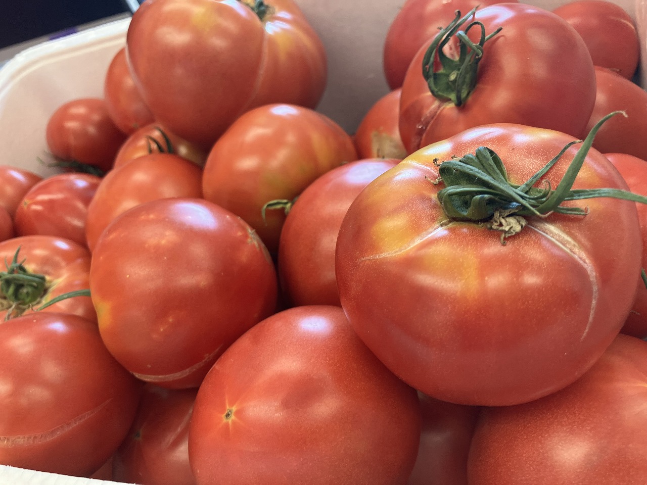 🍅 立派なトマトをいただきました！