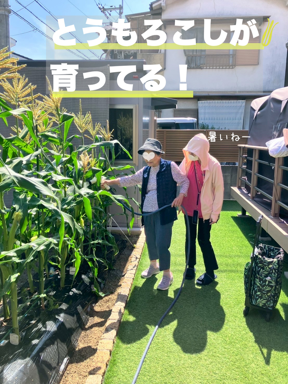 とうもろこしデカっ！！