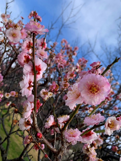 春ですね♡