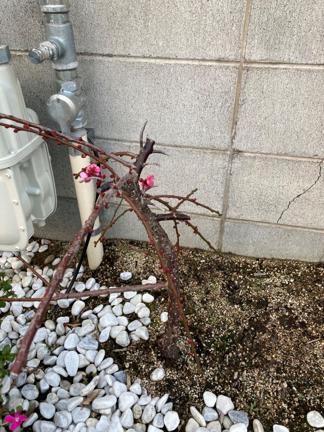 梅が咲きました 梅が咲きました
